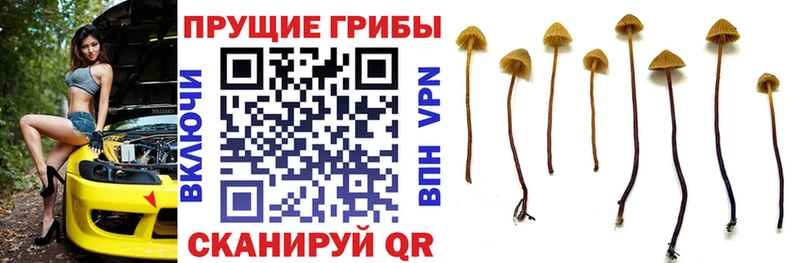 Псилоцибиновые грибы Psilocybe Задонск